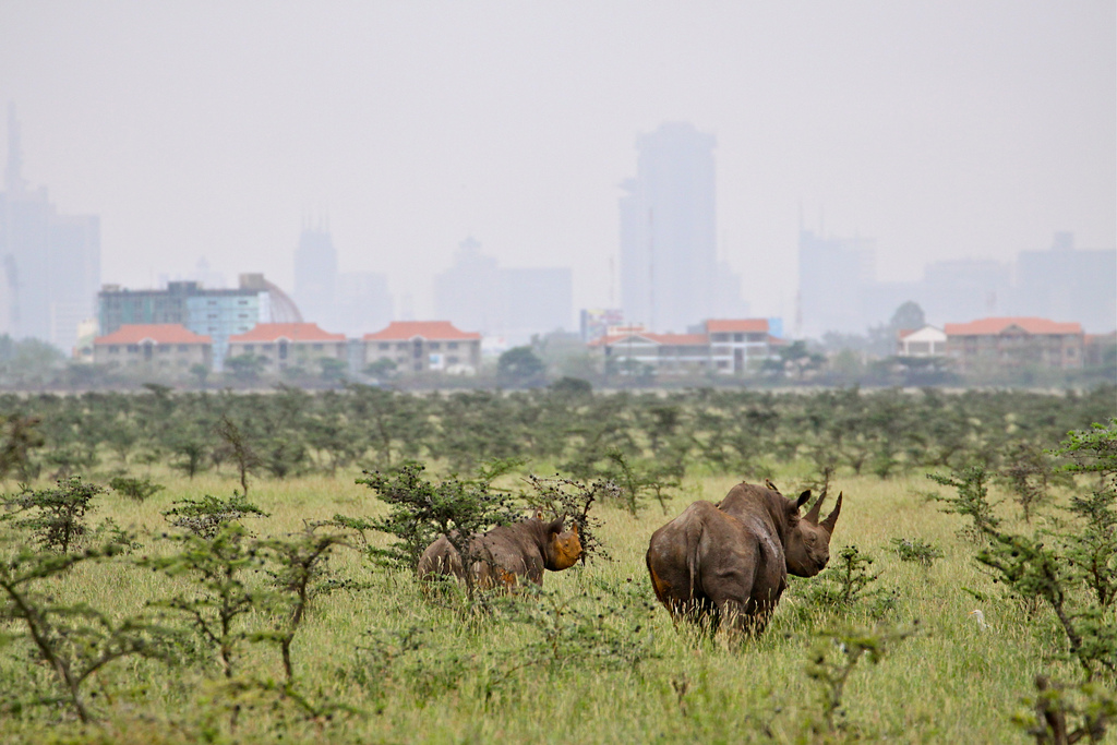 \Why rail will run through Nairobi National Park