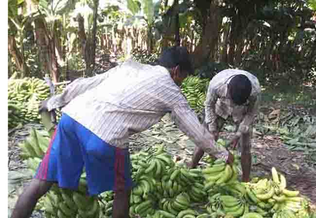 Madhesi banana farmer_kaptangunj sunsari_madhes anodlan, agriculture in tarai of thepowernews