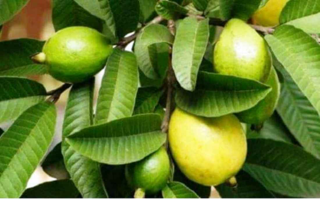 guava-fruit-amba
